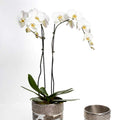 Dansbury Cache Pots - Nima Oberoi Lunares 